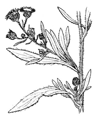 Guernsey Fleabane Guernsey Fleabane