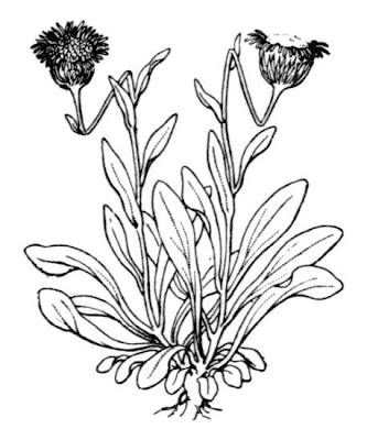 Céspica polimorfa Céspica polimorfa