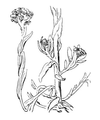 Jersey cudweed