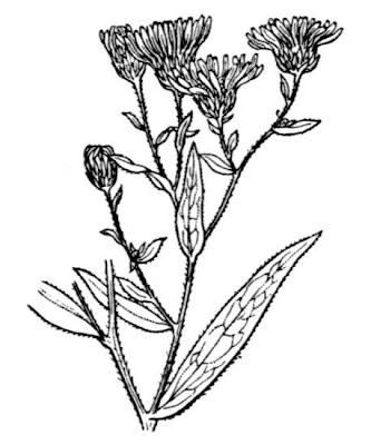 Common Michaelmas daisy Common Michaelmas daisy