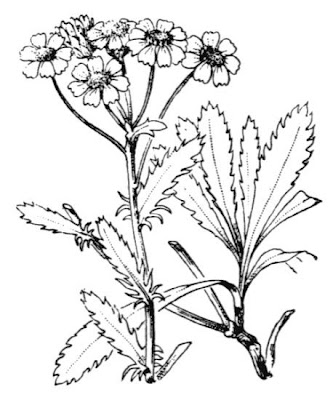 Achillea erba-rotta All.