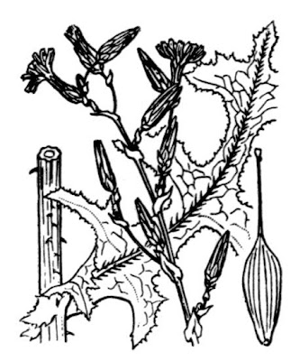 Lactuca serriola,
alface-brava-menor,
alface-de-espinho,
alface-silvestre,
China lettuce,
Erba Bussola,
escarola,
laitue sauvage,
laitue scarole,
Lattona,
Lattuga selvatica,
lechuga espinaca,
lechuga silvestre,
prickly lettuce