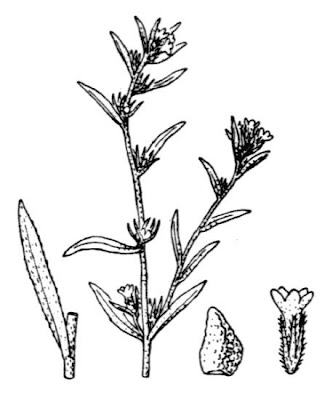 Field gromwell