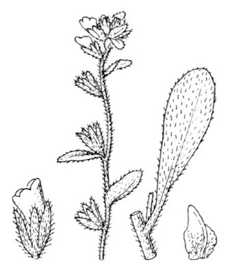 Echium calycinum