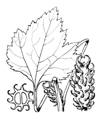 Xanthium orientale,
,
Nappola italiana,
Nappola orientale