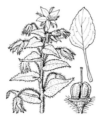 Burrage