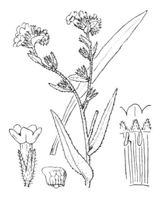 Buglosse officinale Buglosse officinale