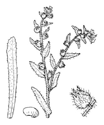 Nonnea biancastra Nonnea biancastra