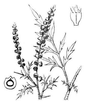 R�mischer Wermut