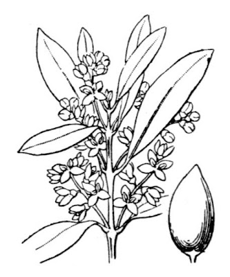 African olive African olive