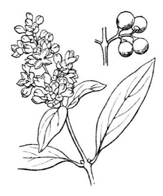 European privet
