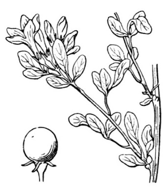 Jasminum fruticans,
Gelsomino giallo