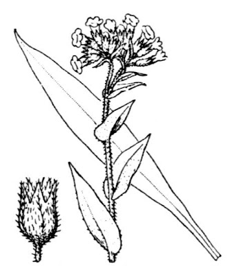 Narrow-leaf lungwort