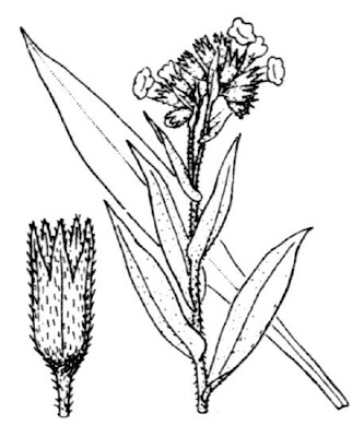 Cowslip lungwort Cowslip lungwort