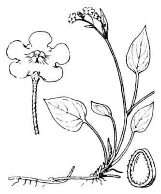 Creeping navelwort Creeping navelwort