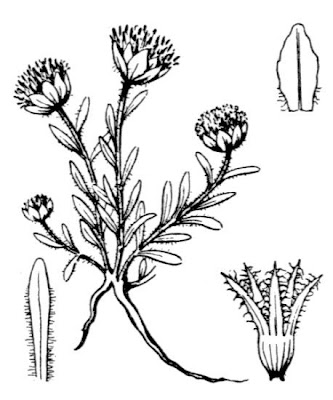 Jasione crispa