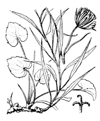 Pyrenean Rampion