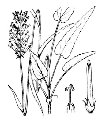 Phyteuma betonicifolium Vill.