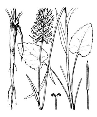 Phyteuma spicatum L.