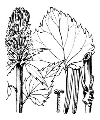 Dark Rampion