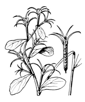 Legousia falcata (Ten.) Fritsch