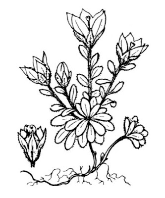 Campanula cenisia L.