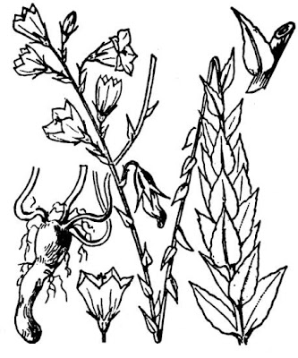 Campanula lanceolata