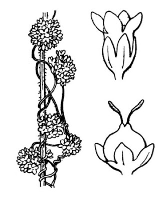 Cuscuta europea Cuscuta europea