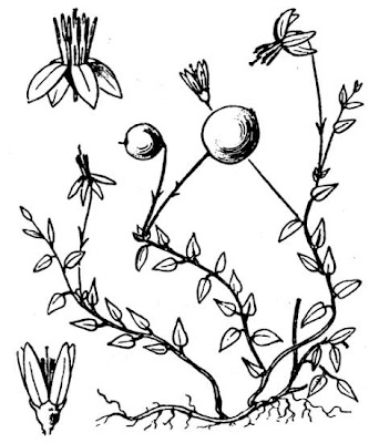 Vaccinium oxycoccos,
cranberry,
European cranberry,
Mirtillo palustre,
Moosbeere,
mossberry,
small cranberry,
tsuru-kokemomo,
Wild Cranberry