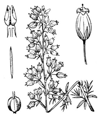 Bell-heather Bell-heather