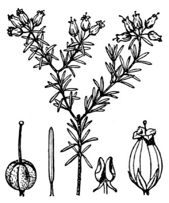 Corsican heath
