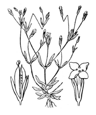 Guernsey Centaury
