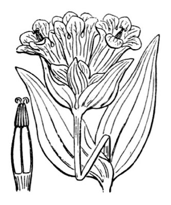 Genziana porporina Genziana porporina