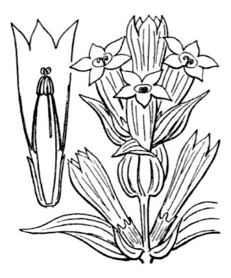 Genziana asclepiade