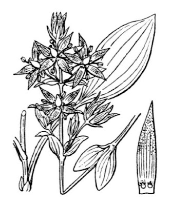 Alpinebog swertia Alpinebog swertia