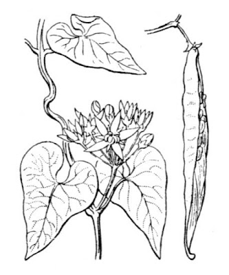 Crisciola Crisciola