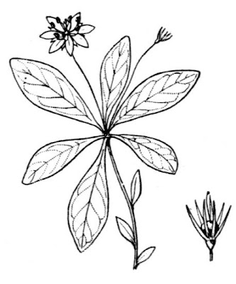 Arctic starflower