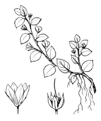 Centonchio crassifoglio