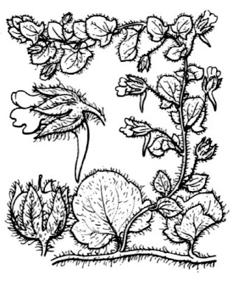 Kickxia elatine subsp. sieberi