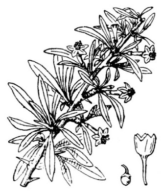 Boxthorn