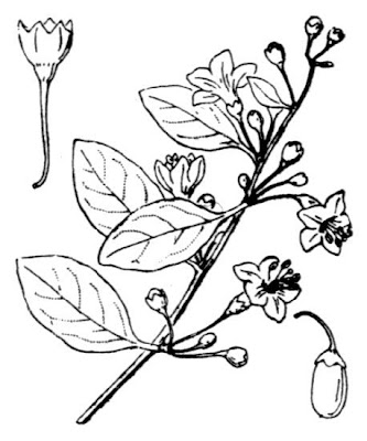 Daun koki