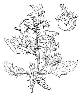 Apple-of-Sodom Apple-of-Sodom