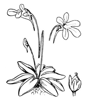 Butterwort Butterwort