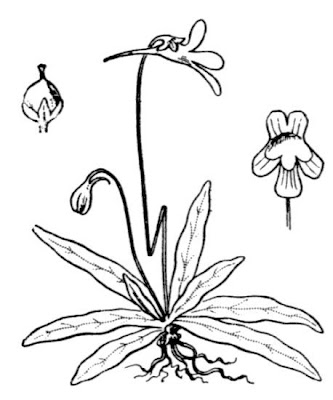 Long Leaved Butterwort Long Leaved Butterwort