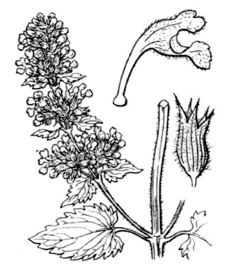 Field balm