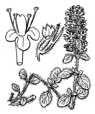 Thymus polytrichus Kerner