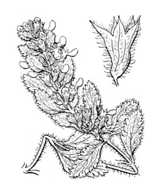 Calamandrea Calamandrea