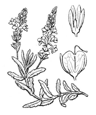 Veronica sdraiata Veronica sdraiata