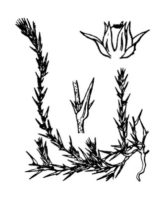 Polycnemum arvense L.