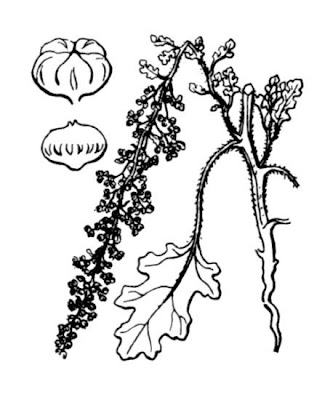 Herbe � printemps